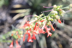 Ipomopsis aggregata collina