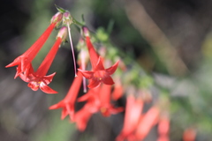Ipomopsis aggregata collina