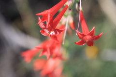 Ipomopsis aggregata collina