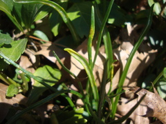 Puccinia liliacearum