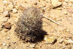 Echinomastus durangensis