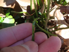 Puccinia liliacearum