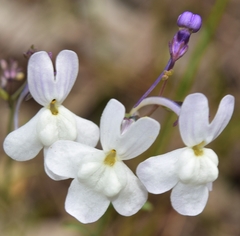 Linaria nigricans