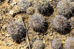 Coryphantha pseudonickelsiae