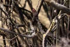 Peniocereus greggii greggii