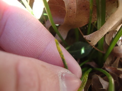 Puccinia liliacearum