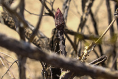 Peniocereus greggii greggii