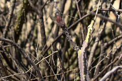 Peniocereus greggii greggii