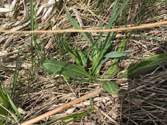 Dipsacus dipsacoides