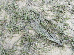 Zostera