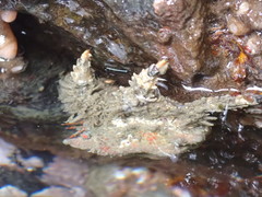 Phyllolithodes papillosus