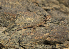 Pseudotrapelus jensvindumi