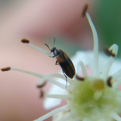 Anaspis fasciata