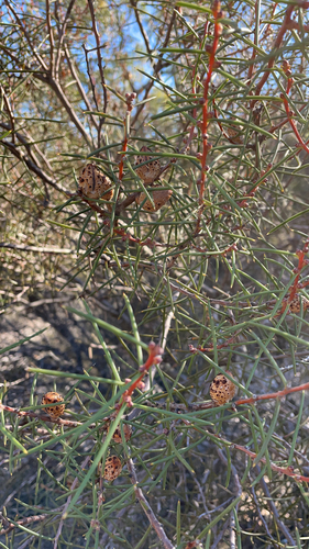 Image of Hakea mitchellii by (c) Oliver S., some rights reserved (CC BY)