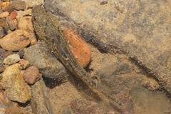 Cottus gulosus