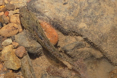 Cottus gulosus