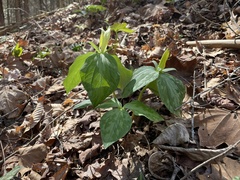 Trillium luteum