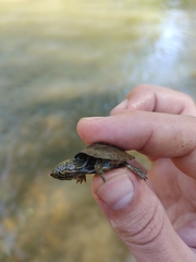 Sternotherus peltifer