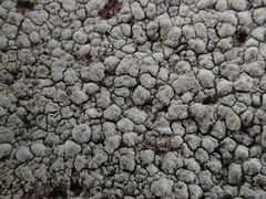 Pachnolepia pruinata