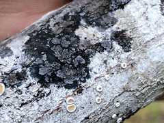 Fuscopannaria leucostictoides