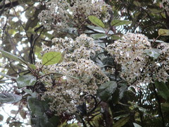 Olearia rani rani