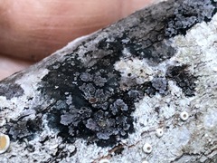 Fuscopannaria leucostictoides