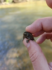 Sternotherus peltifer