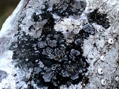 Fuscopannaria leucostictoides