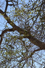Ulmus pumila