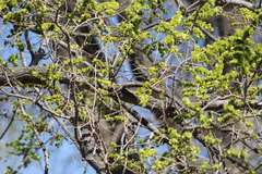 Ulmus pumila