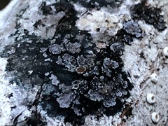 Fuscopannaria leucostictoides