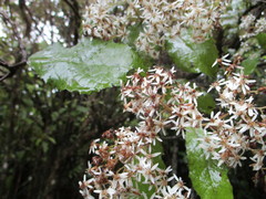Olearia rani rani