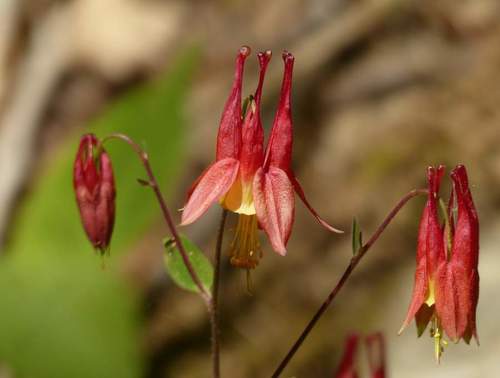 Aquilegia canadensis