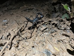 Mastigoproctus colombianus