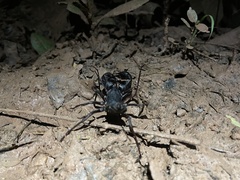 Mastigoproctus colombianus