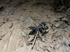 Mastigoproctus colombianus