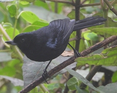 Diglossa lafresnayii