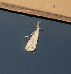 Trigonistis demonias