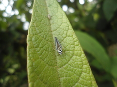 Graphocephala flavovittata