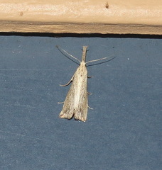 Trigonistis demonias