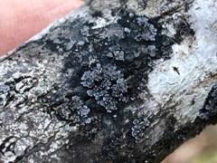 Fuscopannaria leucostictoides