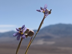 Sisyrinchium funereum