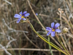 Sisyrinchium funereum