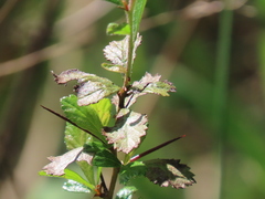 Crataegus uniflora
