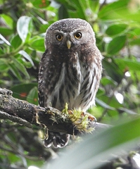 Glaucidium jardinii