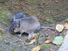 Peromyscus californicus