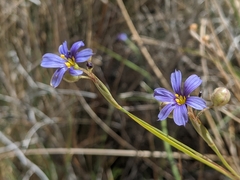 Sisyrinchium funereum