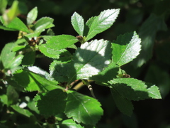 Crataegus uniflora