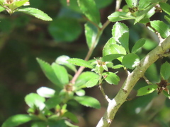 Crataegus uniflora