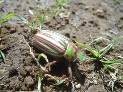 Chrysina adelaida